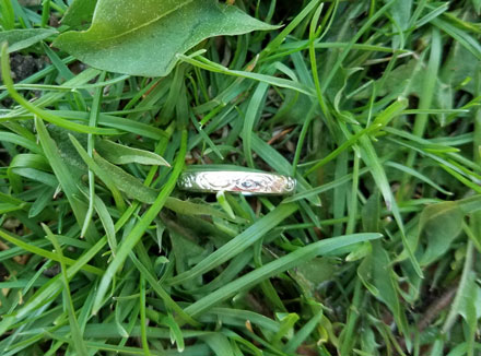 lost ring weeding my garden